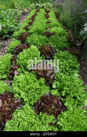 Insalata patch in giardino Foto Stock