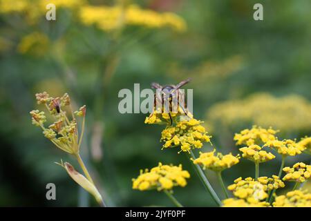WASP nello stabilimento di Achillea Foto Stock