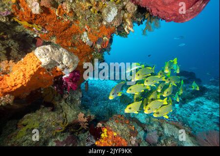 Reef panoramico con dolcetti nastro, Plectorhinchus politaenia, Raja Ampat Indonesia. Foto Stock