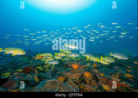 Reef panoramico con dolcetti nastro, Plectorhinchus politaenia, Raja Ampat Indonesia. Foto Stock