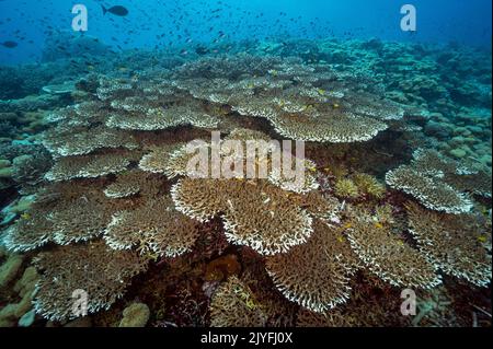 Massiccio colonia di corallo da tavola Acrapora sp., Raja Ampat Indonesia. Foto Stock