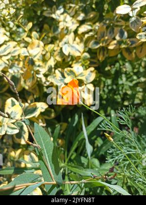 Escholzia californica, il papavero californiano, papavero dorato, luce solare californiana o tazza d'oro Foto Stock