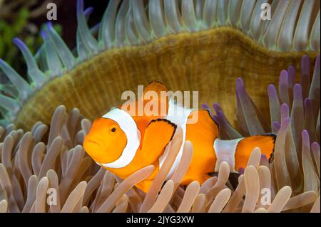 Falso clown anemonefish, anfibio ocellaris, Raja Ampat Indonesia Foto Stock