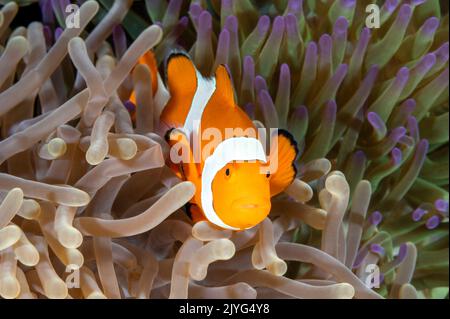 Falso clown anemonefish, anfibio ocellaris, Raja Ampat Indonesia Foto Stock