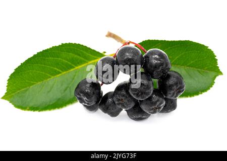 Chokeberry isolato su sfondo bianco Foto Stock