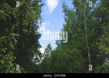 Guardando verso il paesaggio naturale con foresta mista in estate e cielo blu con nuvole bianche. Foto Stock