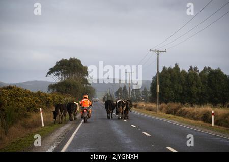 Gli agricoltori spostano le mucche sulla strada di campagna, bloccando il traffico. Centro di Otago, Nuova Zelanda. Foto Stock