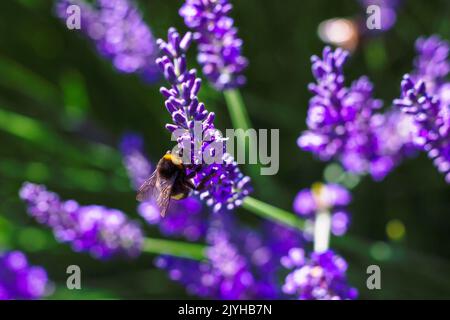 Un ritratto ravvicinato di un fiore viola di lavanda con un bumblebee appeso sul lato di esso parte di un grande cespuglio in piedi. L'insetto sta raccogliendo la polla Foto Stock
