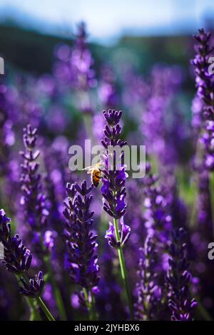 Un ritratto di un fiore viola di lavanda con un'ape appesa sul lato di esso parte di un grande cespuglio che si erge in un campo sfocato del suo genere. Foto Stock