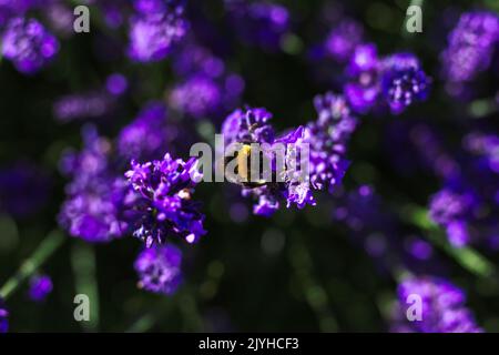 Un ritratto dall'alto verso il basso di un fiore viola di lavanda con un bumblebee appeso sul lato di esso parte di un grande cespuglio in piedi. L'insetto è raccolto Foto Stock