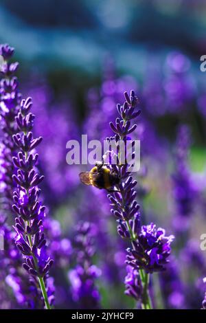 Un ritratto di un fiore viola di lavanda con un bumblebee appeso sul lato di esso parte di un grande cespuglio in piedi. L'insetto sta raccogliendo polline, il ba Foto Stock