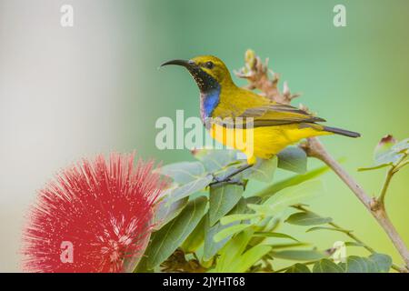 Girasole con fondo ulivo (Nectarinia jugularis), maschio in un fiore, Australia, Queensland Foto Stock