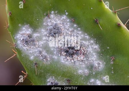 Cocineale (Dactylopius coccus), gruppi di femmine su foglia di opuntia, Isole Canarie, Lanzarote Foto Stock
