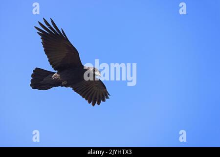 Raven (Corvus corax canariensis, Corvus canariensis), in volo, Isole Canarie, Fuerteventura, Tindaya Foto Stock