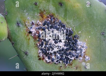 Cocineale (Dactylopius coccus), gruppi di femmine su foglia di opuntia, Isole Canarie, Lanzarote Foto Stock