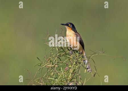 Beffa con cappuccio nero (Donacobius atricapillus), arroccato su un arbusto, Brasile, Pantanal Foto Stock