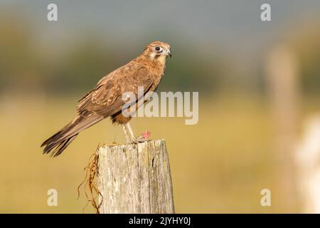 Falco marrone (Falco berigora), arroccato su un palo di legno, Australia, Queensland Foto Stock