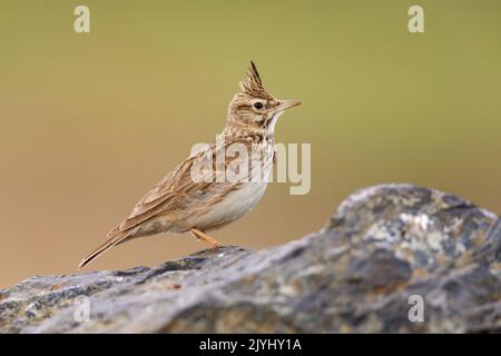 Larice crestato (Galerida cristata), arroccato su una pietra, Romania, Romania, Dobrudscha Foto Stock