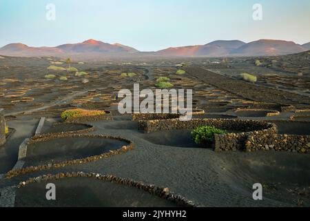 Viticoltura su terreni lavici, agricoltura secca, Isole Canarie, Lanzarote, la Geria Foto Stock
