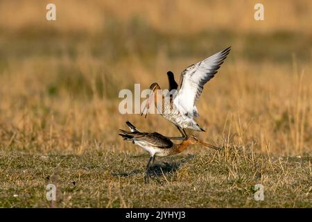 godwit dalla coda nera (Limosa limosa), lotta territoriale di due maschi nelle praterie, Paesi Bassi, Frisia, Parco Nazionale di Lauwersmeer Foto Stock