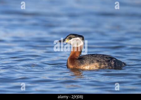 Grebe a collo rosso (Podiceps grisegena), nuoto, allevamento piumaggio, Paesi Bassi, Lauwersoog Foto Stock