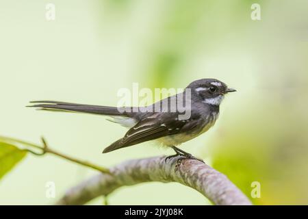 Fantail grigio (Rhipidura albiscapa), arroccato su un ramo, Australia, Queensland Foto Stock