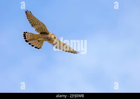 Gheppio europeo, gheppio eurasiatico, gheppio del Vecchio mondo, gheppio comune (Falco tinnunculus), gaast Foto Stock