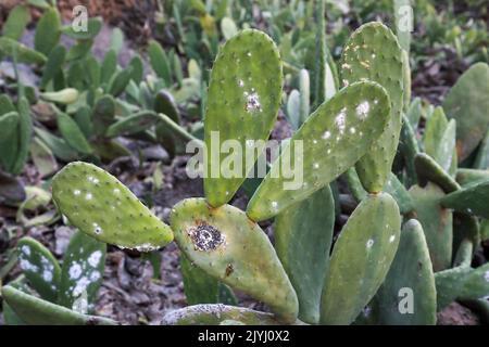 Cocineale (Dactylopius coccus), gruppi di femmine su foglie di opuntia, Isole Canarie, Lanzarote Foto Stock