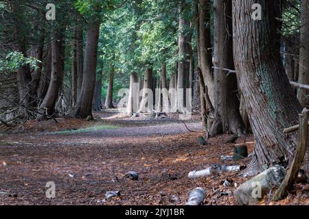 Il Door County Land Trust è un'organizzazione per la conservazione del territorio che protegge migliaia di ettari di terreno nella Door County Wisconsin, come questa riserva naturale Foto Stock