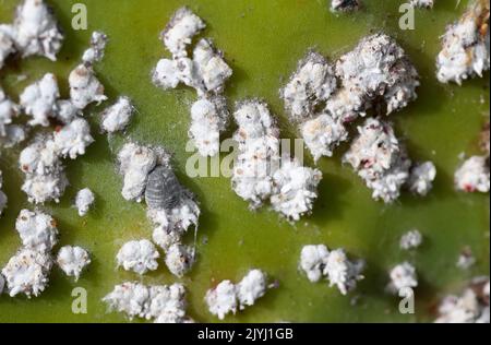 Cocineale (Dactylopius coccus), gruppi di femmine su foglia di opuntia, Isole Canarie, Lanzarote Foto Stock
