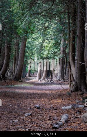 Il Door County Land Trust è un'organizzazione per la conservazione del territorio che protegge migliaia di ettari di terreno nella Door County Wisconsin, come questa riserva naturale Foto Stock