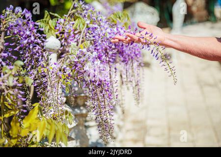 Mano di donna che tiene un bel ramo fiorito di glicine Foto Stock