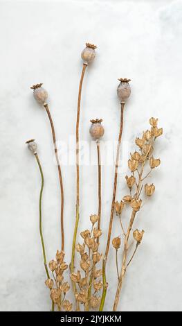 A Still Life of Poppy Seed Heads and Seed Pods su sfondo di marmo grigio chiaro. Bellezza nel rinnovamento. Foto Stock