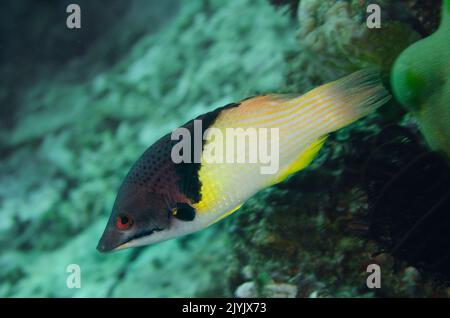 BlackBelt Hogfish, bodianus mesotorax, Labridae, Anilao, Filippine, Asia Foto Stock