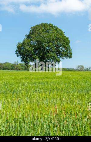 Un campo di grano verde con un cielo blu brillante e alcune nuvole bianche lanuginose Foto Stock