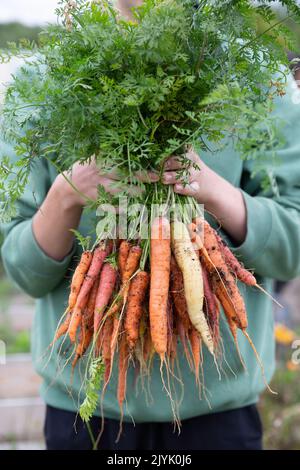 Ragazzo adolescente che tiene un mazzo di carote di heirloom Foto Stock