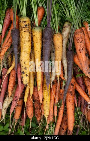 Un mucchio di carote di cimeli su un fondo erboso Foto Stock
