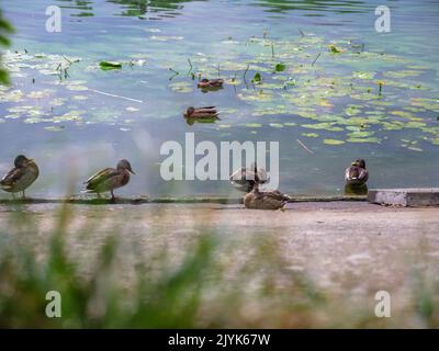 Carine anatre seduti su una banca di cemento e nuotare nel fiume Dnipro a Kiev, Ucraina. Superficie d'acqua coperta da fiori di giglio con grandi foglie. Foto Stock