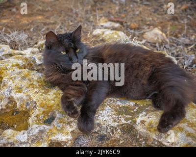 Non-pedigree tabby nero e marrone lanuginoso gatto a capelli lunghi con bei occhi verdi e lunghi whiskers si trova tranquillamente sulla roccia soffocante vicino al Mar Mediterraneo Foto Stock