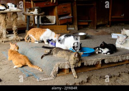 Gatti poveri in un rifugio privato della città di Odessa. Gatti persi e abbandonati a causa della guerra in Ucraina. Foto Stock