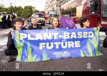 I manifestanti della ribellione animale spruzzavano una parete del Palazzo di Westminster con vernice bianca e bloccavano la strada all'esterno. Protesta contro il latte Foto Stock