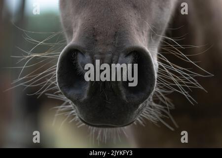 Il naso di un cavallo Foto Stock