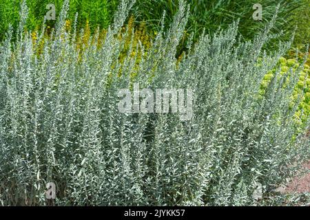 Spesso tappeto di legno di wormwood da giardino d'argento, pianta di copertura macinata Foto Stock