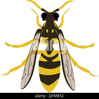 Vettore Hornet o Wasp Illustrazione 2D colori piatti isolati su sfondo bianco. Illustrazione Vettoriale