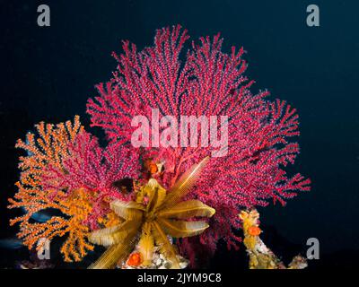 Primo piano di molti appassionati di mare multicolore con una stella di piume sott'acqua Foto Stock