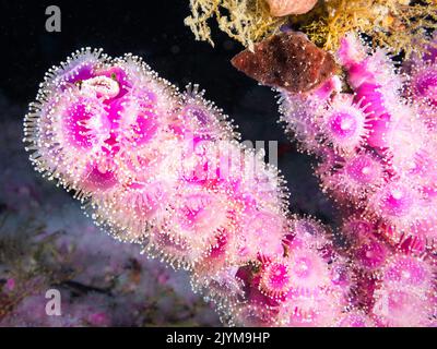 Anemoni di fragola (Actinia fragacea) che coprono una sporgenza sulla barriera corallina sott'acqua Foto Stock