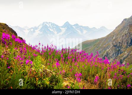 tranquille montagne verdi con fiori viola su collina e cime innevate sfondo carta da parati senza persone. Natura incontaminata pano paesaggio Foto Stock