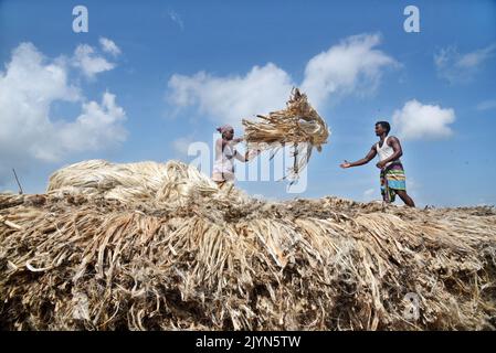 I lavoratori caricano la iuta su una barca sulla riva del fiume Padma in un mercato rurale a Munshigonj il 29 agosto 2022. Foto Stock