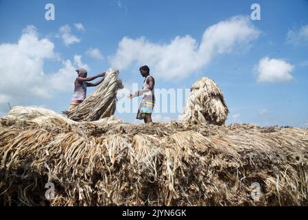 I lavoratori caricano la iuta su una barca sulla riva del fiume Padma in un mercato rurale a Munshigonj il 29 agosto 2022. Foto Stock