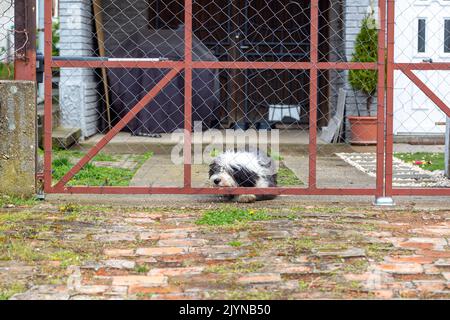 Fedele cane dietro il cancello in attesa del proprietario Foto Stock